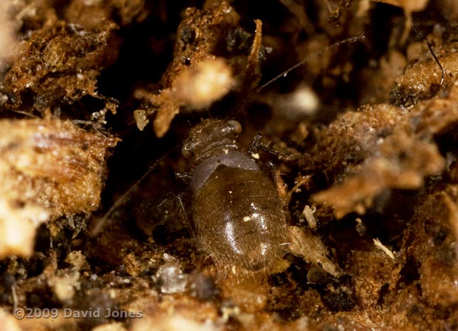 Lepinotus patruelis (a barkfly) on well seasoned oak