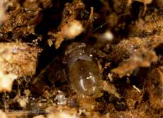 Lepinotus patruelis (a barkfly) on well seasoned oak