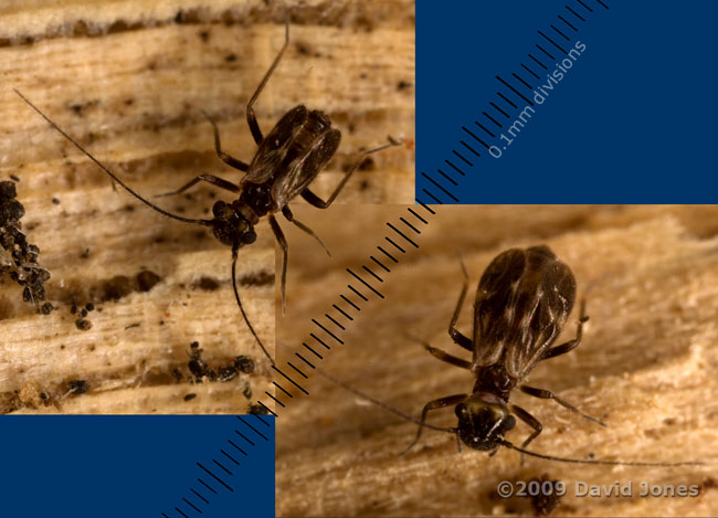 Examples of Peripsocus milleri (a barkfly), showing variation in size