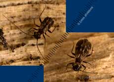 Examples of Peripsocus milleri (a barkfly), showing variation in size