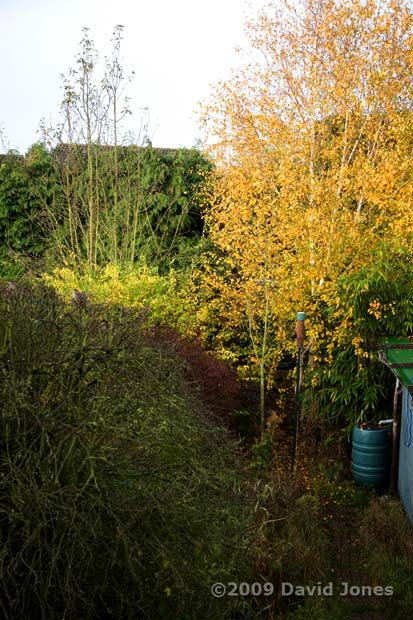 View down garden