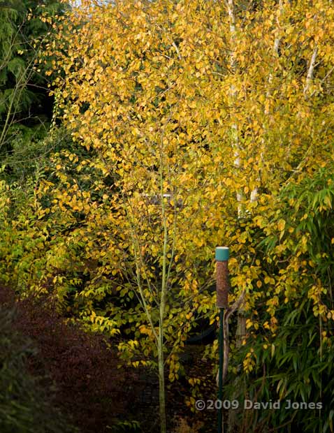 Our Himalayan Birch behind what is now a bare Rowan tree