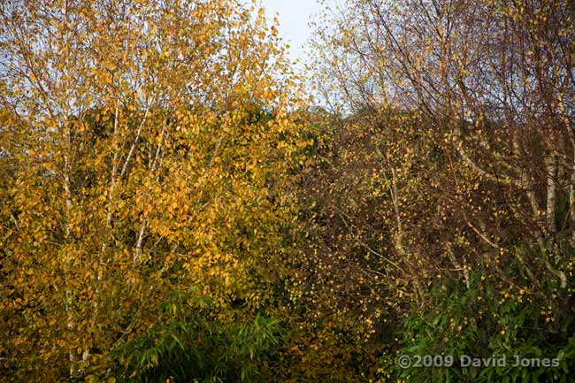 Our Himalayan Birch (left) next to a Silver Birch