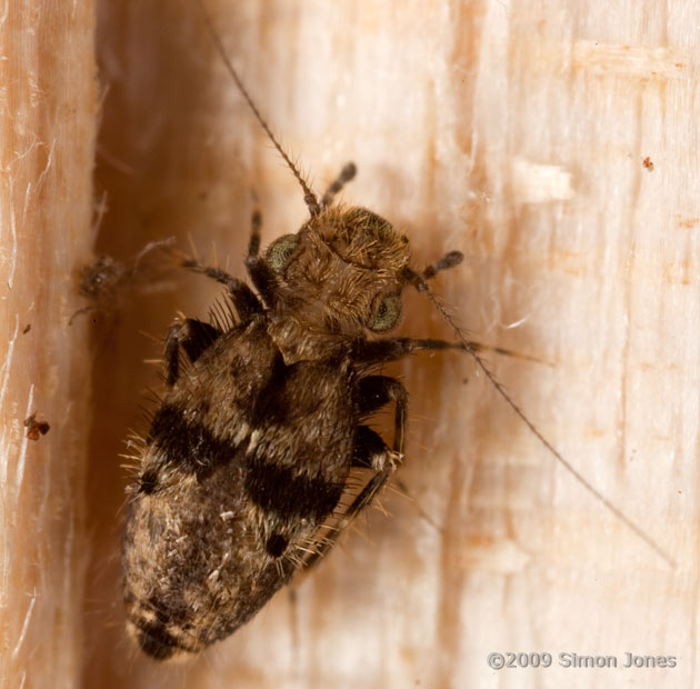 Pteroxanium kellogi (a barkfly) on seasoned log