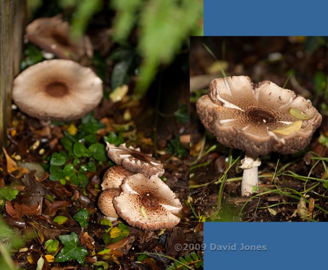 Shaggy Parasol fungi (Lepiota rhacodes) near the veranda