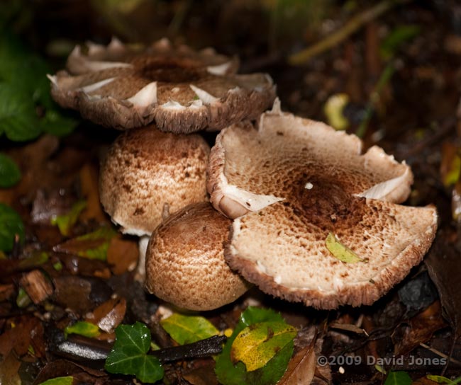 Shaggy Parasol fungi (Lepiota rhacodes) near the veranda - 2