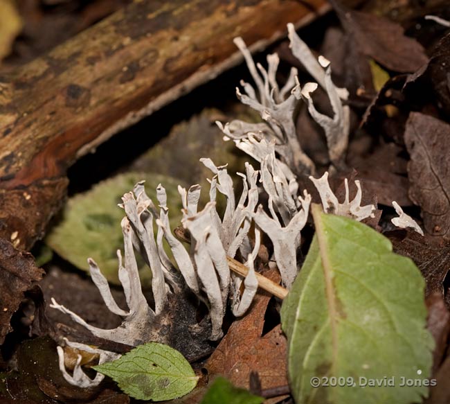 Stag's Horn, or Candle-snuff fungi (Xylaria hypoxylon) on decaying logs - 2