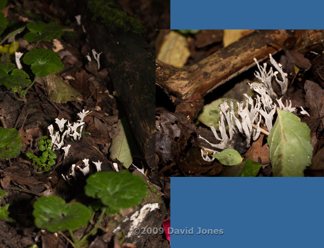 Stag's Horn, or Candle-snuff fungi (Xylaria hypoxylon) on decaying logs - 1