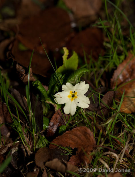 Lone Primrose amongst the fallen birch leaves