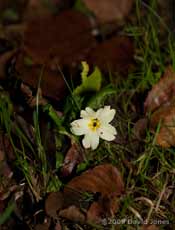 Lone Primrose amongst the fallen birch leaves