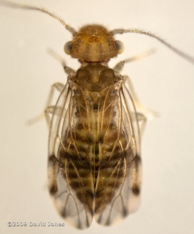 Barkfly ( poss. Ectopsocus petersi) - dorsal view - 1