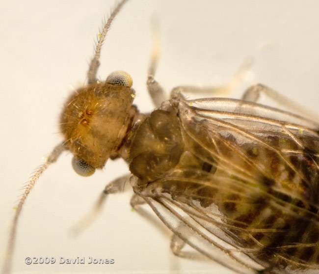 Barkfly ( poss. Ectopsocus petersi) - dorsal view - 2