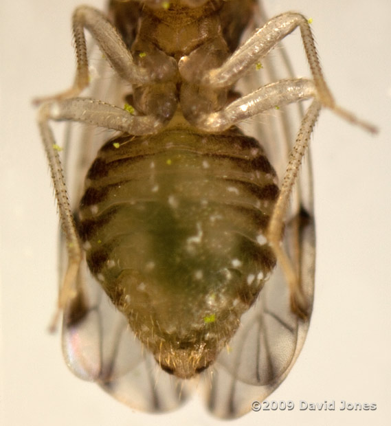 Barkfly ( poss. Ectopsocus petersi) - ventral view