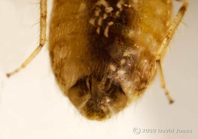 Barkfly (Cerobasis questfacila)  - 2 (ventral view of abdomen)