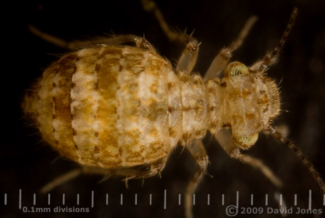 Barkfly (Cerobasis questfacila)  - 1 (dorsal view)