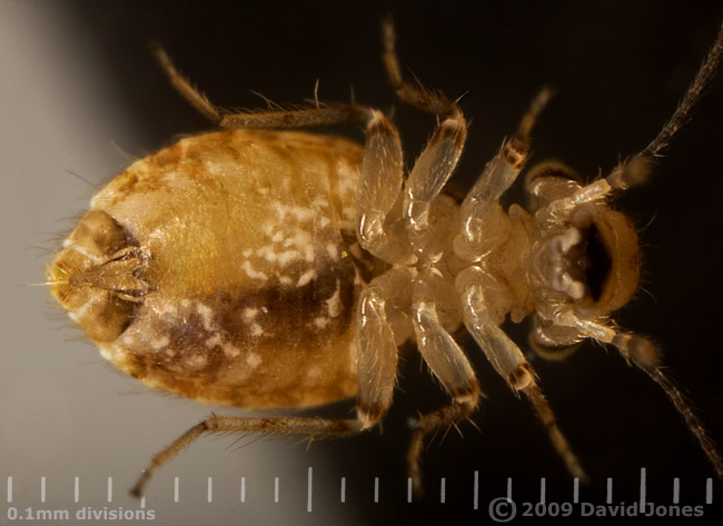 Barkfly (Cerobasis questfacila)  - 2 (ventral view)