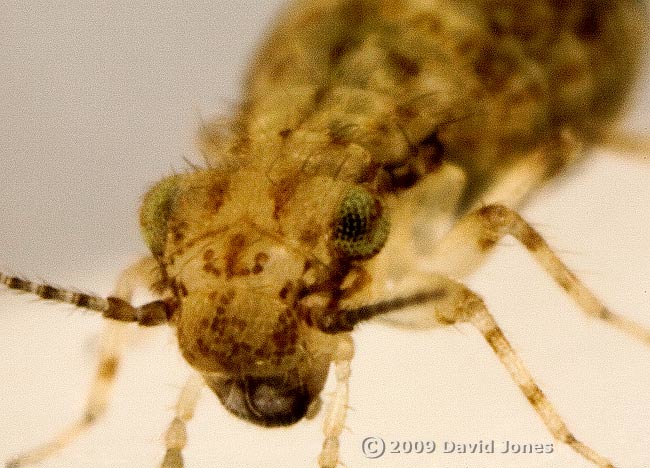 Barkfly (Cerobasis questfacila)  - 1 (oblique view of head)