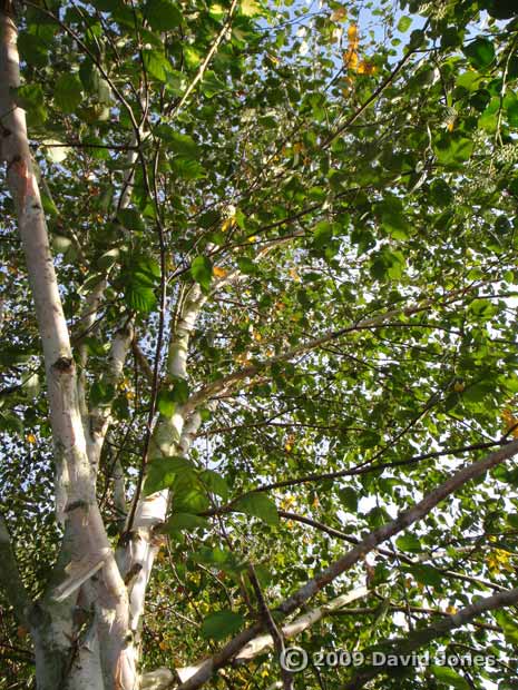 Looking up into our Himalayan Birch