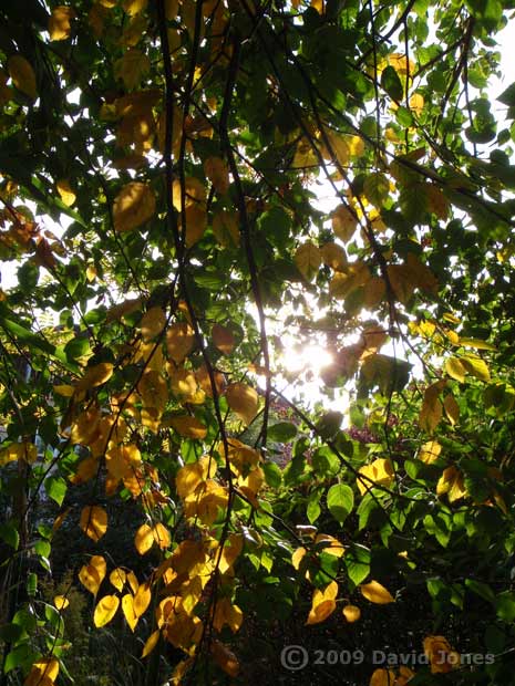 Autumnal leaf colours on our Himalayan Birch