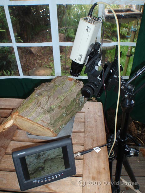 cctv monitoring of barkfly activity on log