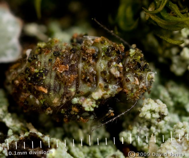 Barkfly nymph (Loensia variegata) on oak log - 2