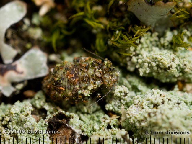 Barkfly nymph (Loensia variegata) on oak log - 1