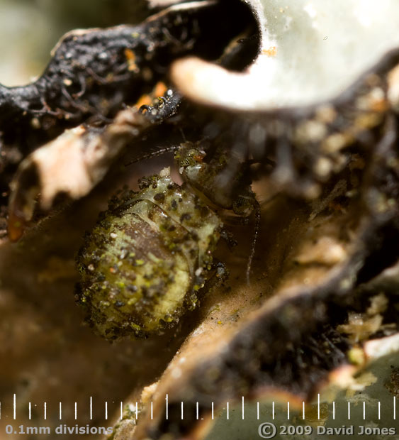 Barkfly nymph (Loensia variegata) feeding under lichen on oak log
