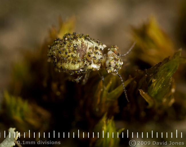 Barkfly nymph (Loensia variegata) wanders over moss on oak log