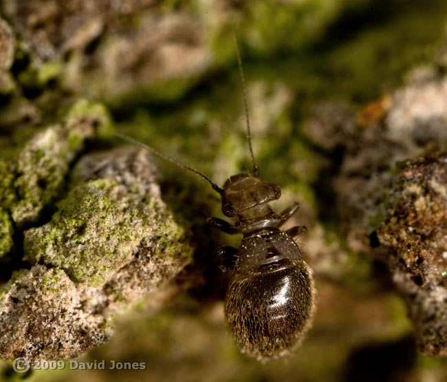 Barkfly (Lepinotus patruelis) on oak log