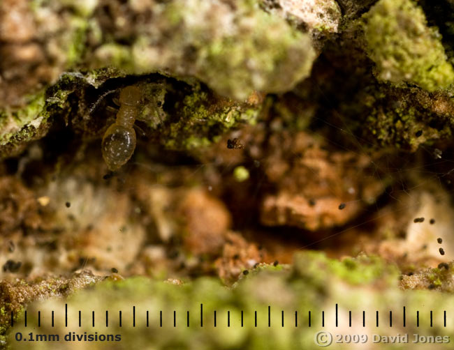 Barkfly nymph (poss. Lepinotus patruelis) on oak log