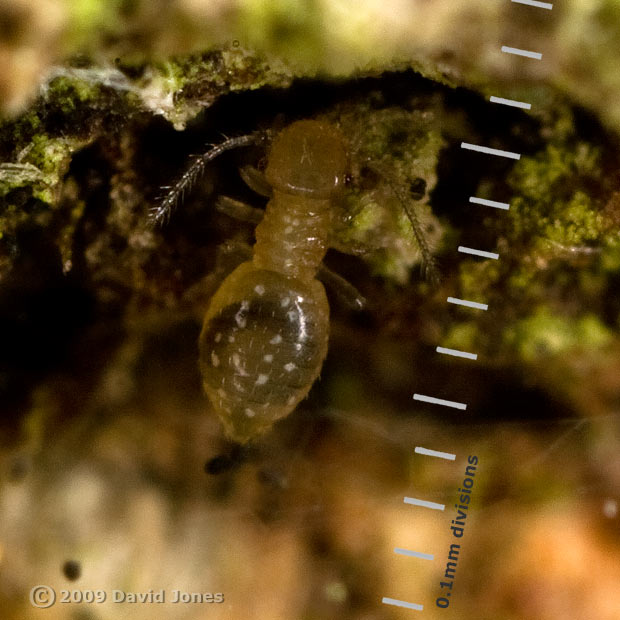 Barkfly nymph (poss. Lepinotus patruelis) on oak log - cropped image