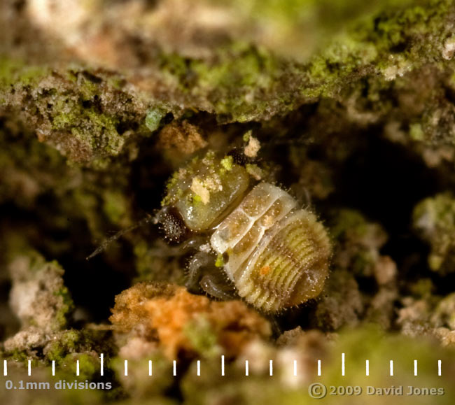 Barkfly nymph (Loensia variegata) on oak log