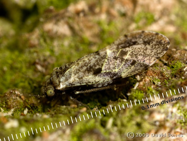 Barkfly (Loensia variegata) on oak log