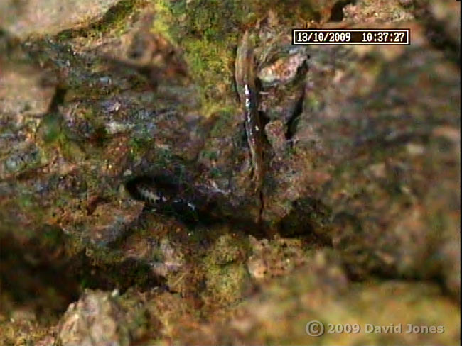 An insect larva feeds within 2mm of a resting barkfly (    Pseudopsocus rostocki)