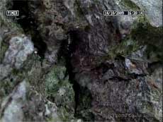  (Pseudopsocus rostocki) in its shelter (cctv image)