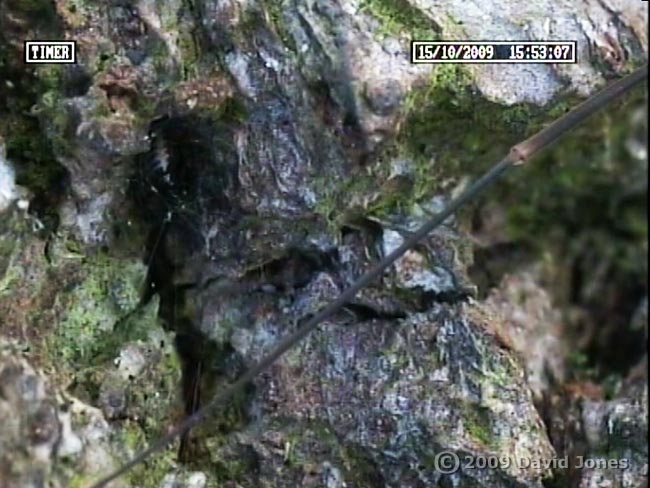 Barkfly (Pseudopsocus rostocki) with harvestman's leg (cctv image)