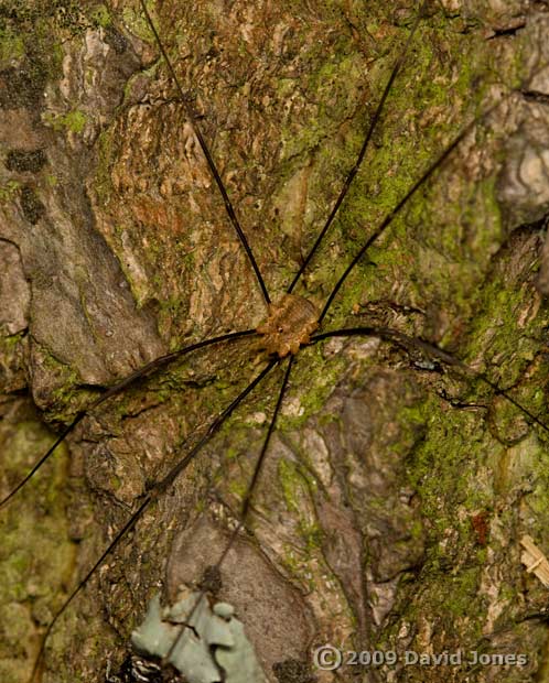 Harvestman (poss. Leiobunum rotunum) rests over Barkfly (Pseudopsocus rostocki) shelter - 2