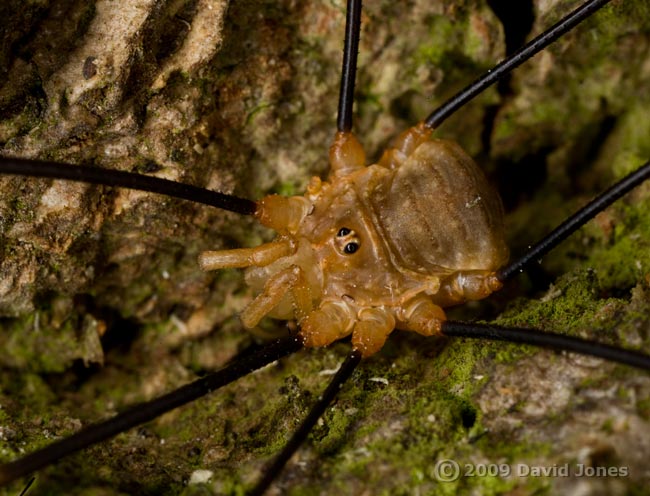 Harvestman (poss. Leiobunum rotunum) rests over Barkfly (Pseudopsocus rostocki) shelter - close-up of body