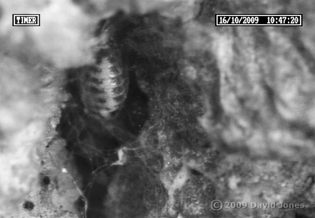 Barkfly (Pseudopsocus rostocki) - black/white cctv image