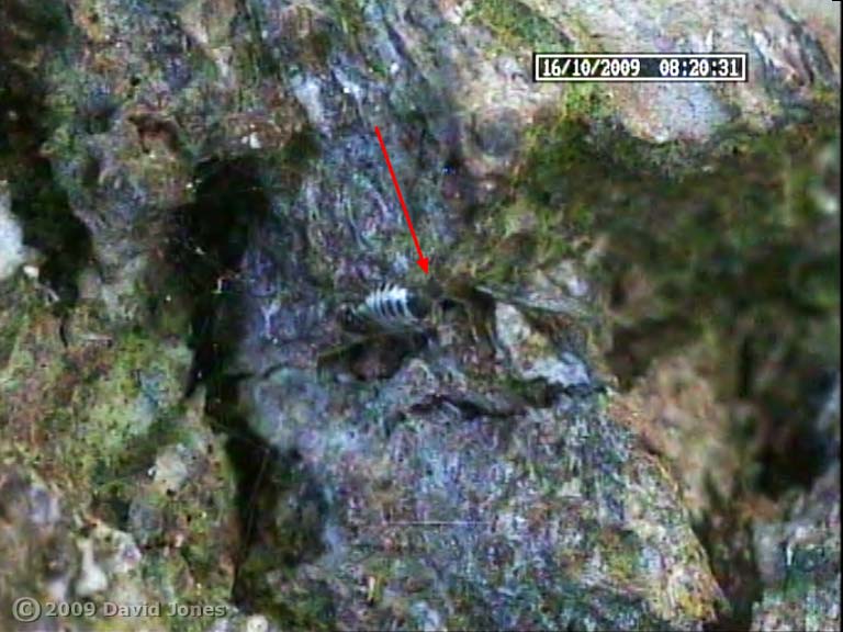 Barkfly (Pseudopsocus rostocki) - faecal pellet projected? image frame 1