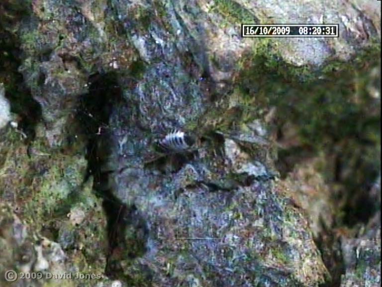 Barkfly (Pseudopsocus rostocki) - faecal pellet projected? Next frame, pellet has disappeared