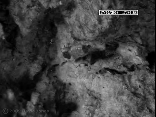 Barkfly (Pseudopsocus rostocki) produces a faecal pellet (cctv image) - frame sequence 1
