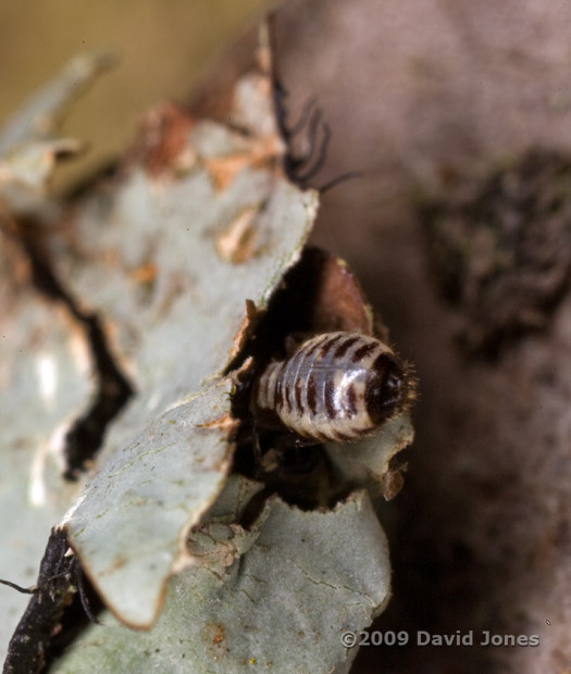  Pseudopsocus rostocki feeds under foliose lichen on oak log - 1