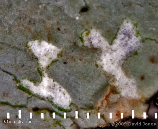 A close-up of area on lichen that has been grazed by  Pseudopsocus rostocki - on oak log