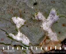 A close-up of area on lichen that has been grazed by  Pseudopsocus rostocki - on oak log