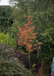 View down garden towards our Rowan