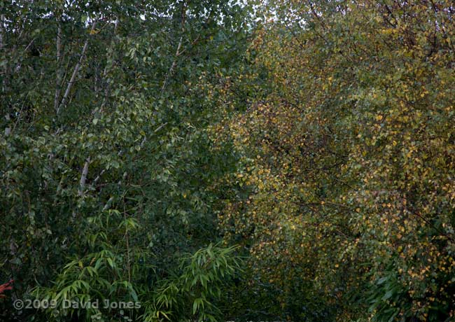 Our Himalayan Birch next to our neighbour's Silver Birch (right)
