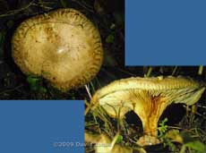 Brown Roll-rim fungus (Paxillus involutus)