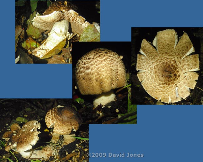 Shaggy Parasols (Lepiota rhacodes)