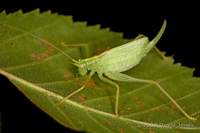 Female Oak Bush Cricket (Meconema thalassinum) on Birch leaf